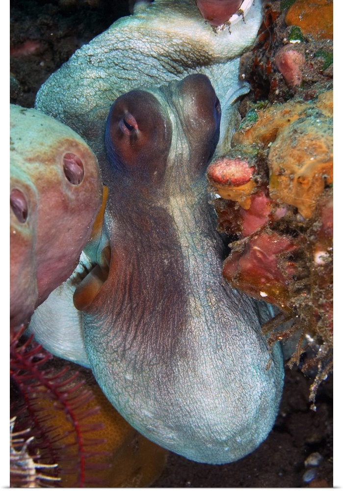 White and red octopus squeezing through sponges, Bali, Indonesia.