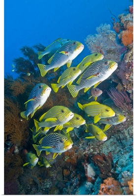 Yellow and blue striped sweeltip fish, Komodo, Indonesia