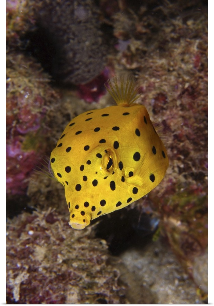 Yellow boxfish, North Sulawesi, Indonesia.