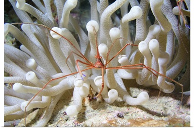 Yellowline Arrow Crab on anenome in Caribbean Sea