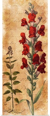Calligraphy Botanical Snapdragon