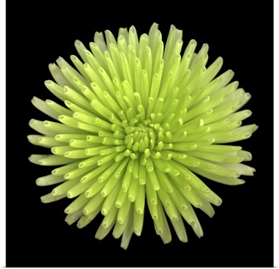 Green Chrysanthemum II