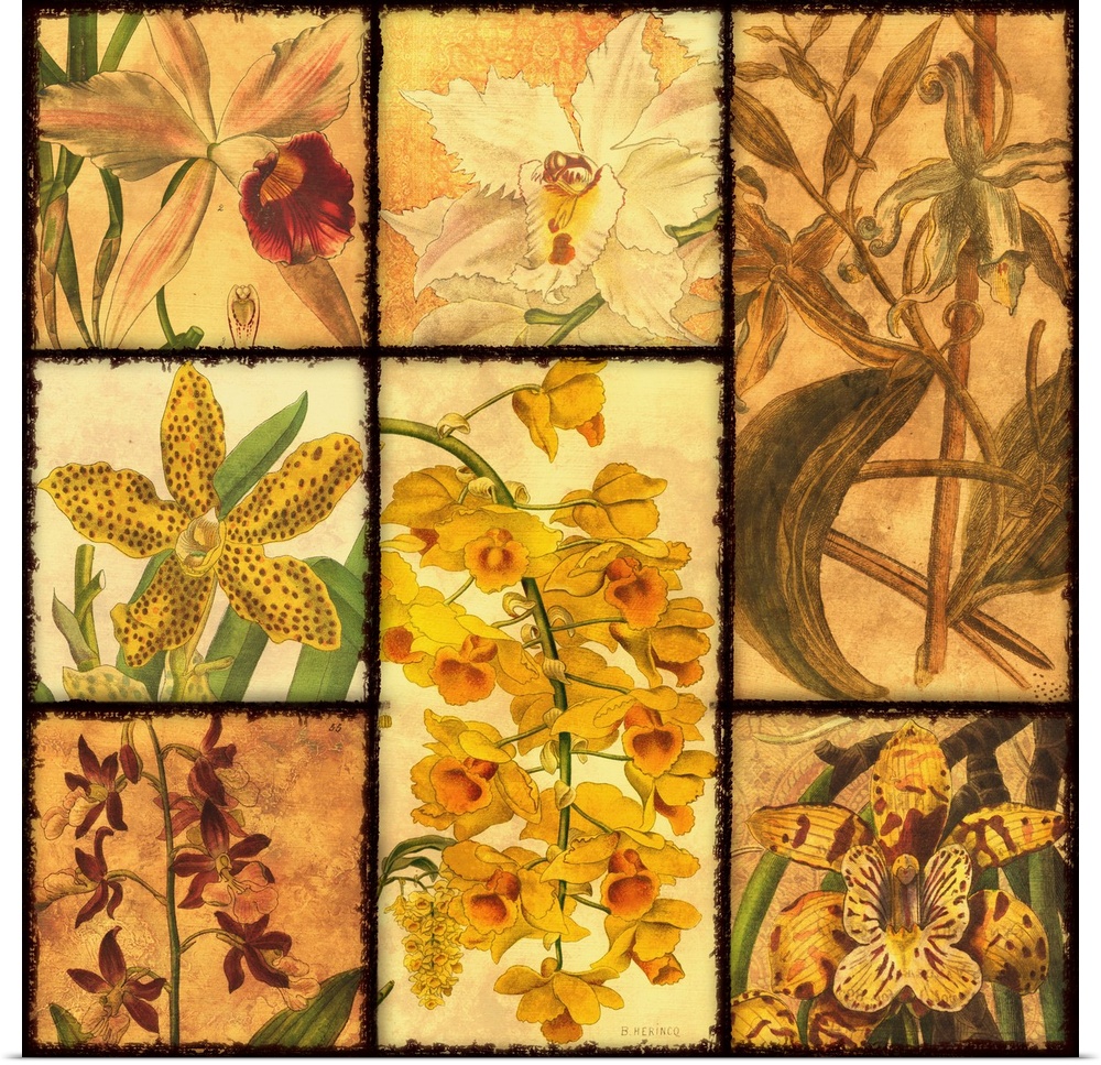 Orchid Patchwork I