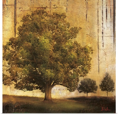 Aged Tree II
