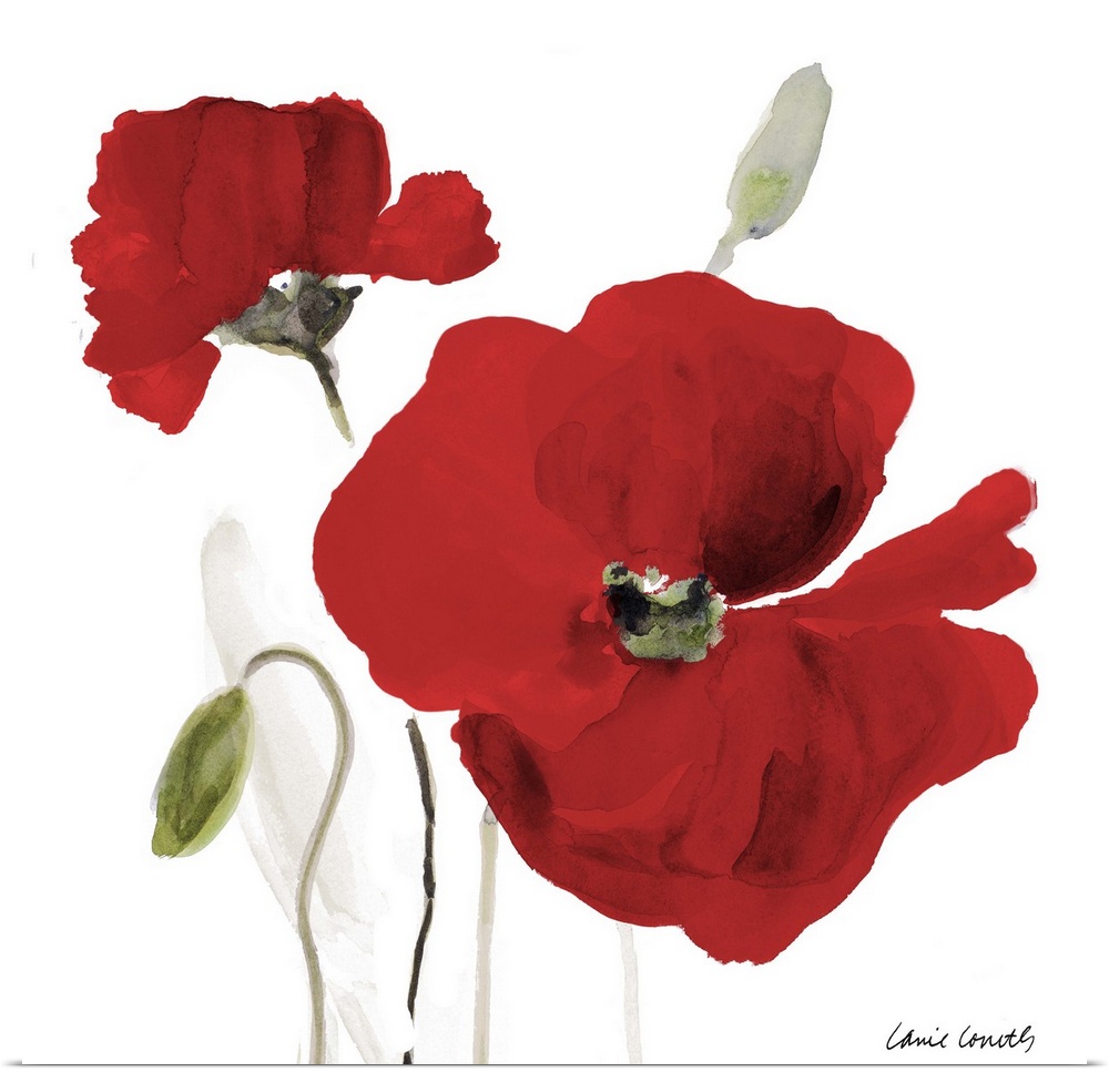 Square watercolor painting of two red poppy flowers.