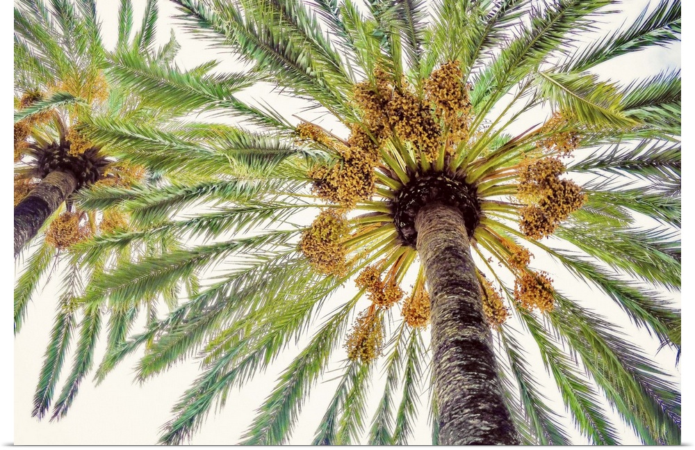 View from below of the tops of two palm trees with leafy fronds.