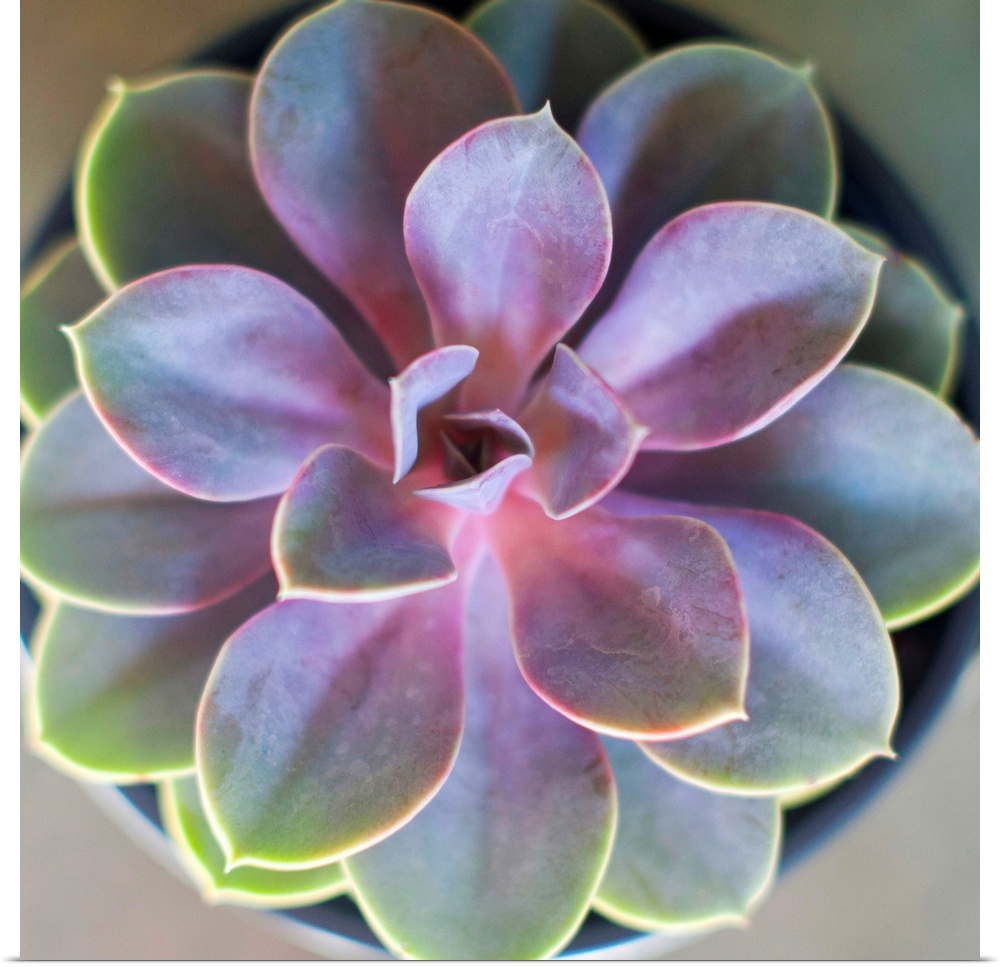 Close-up photograph of a vibrant succulent plant with its leaves fanning out symmetrically.