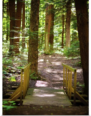 Forest Park Path
