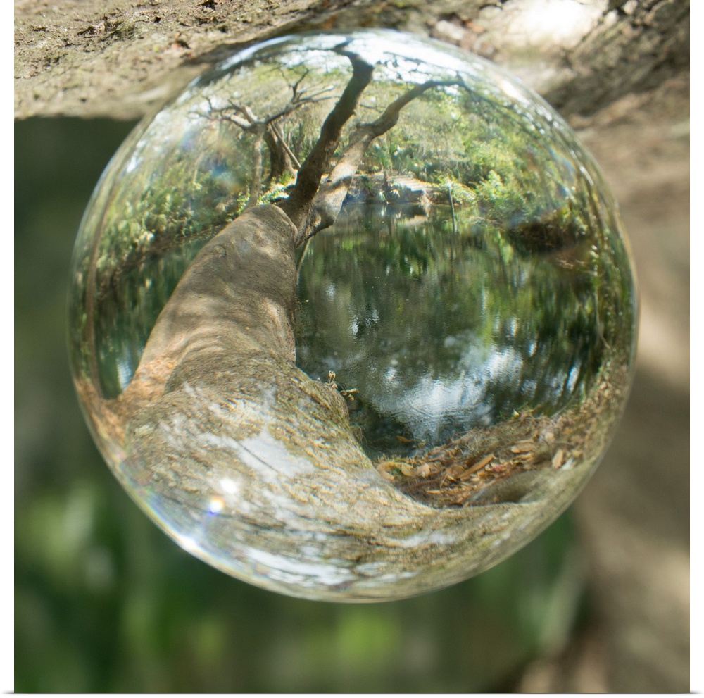 This macro photograph of a watercolor droplet features a reflection of a branch over a pond.