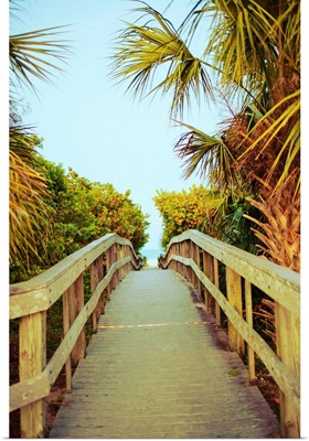 Palm Walkway I
