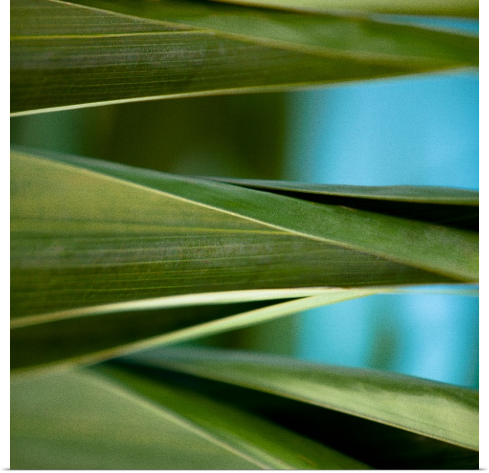 Close up photo of vibrant green palm leaves.
