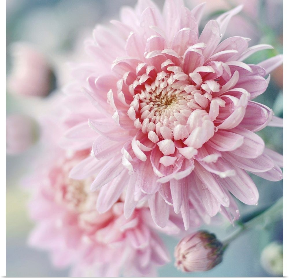 Romantic Blossom