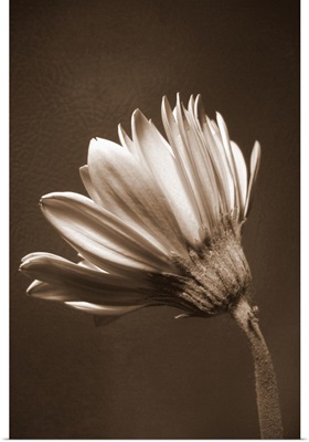 Sepia Flower II
