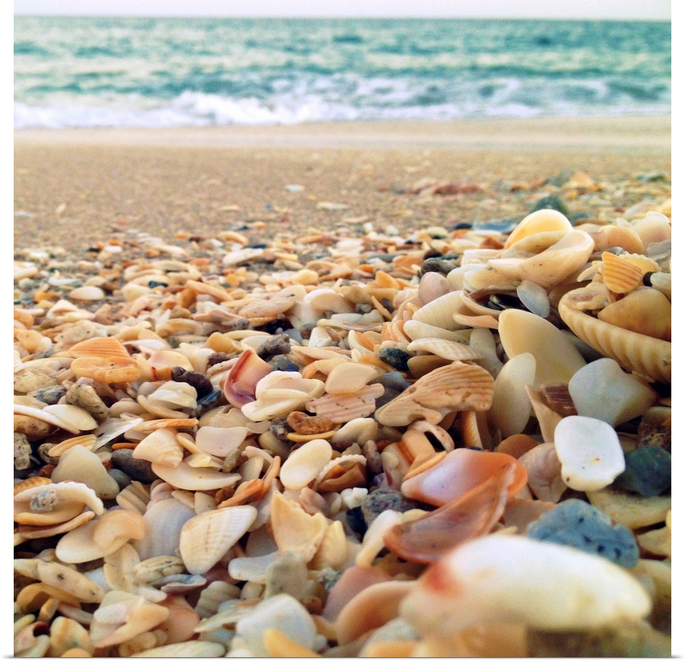 Shells Beach I