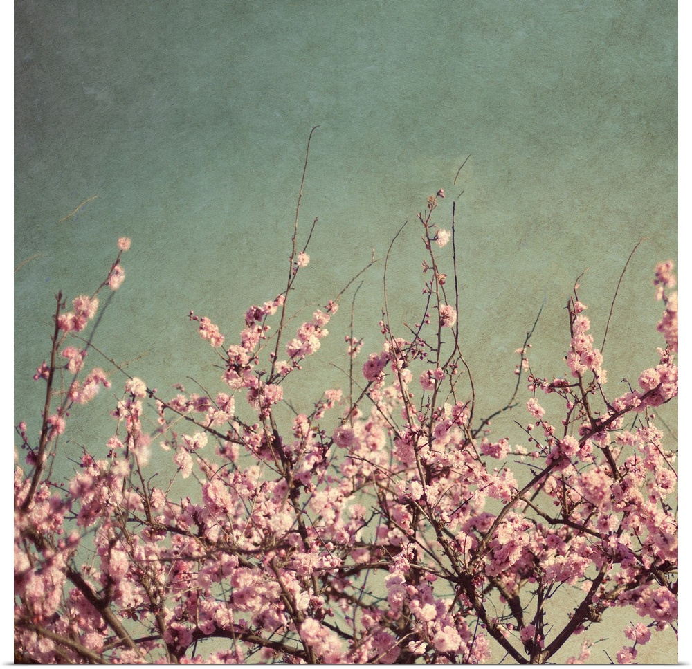 Cherry blossom branches are photographed against a bluish grey sky and take up the bottom half of the picture.