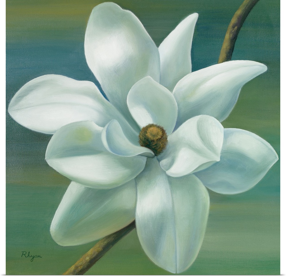 Giant, square, floral painting of a fully bloomed star magnolia on a thin branch, on a background of transitioning cool to...