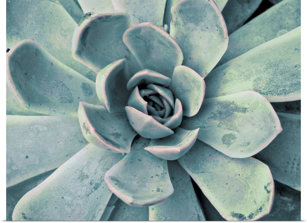 Close-up photograph in a faded style of a succulent with fanned out petals.