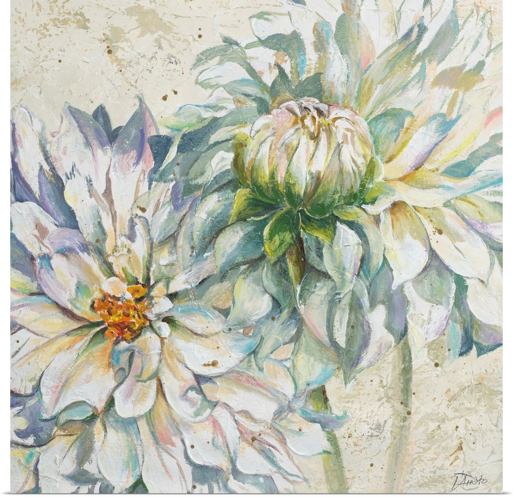 Decorative artwork of two dahlia flowers with several pointed petals.