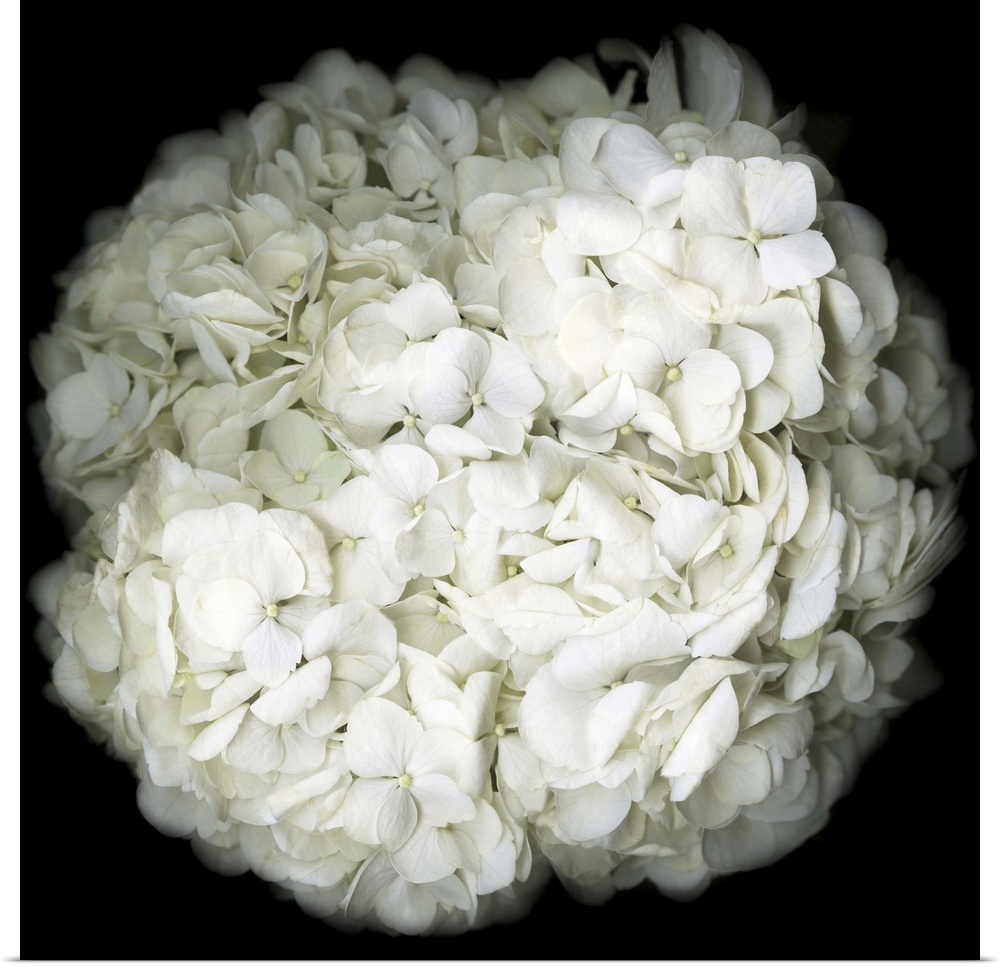Square photograph of a white Hydrangea close-up on a dark black background.