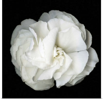 White Flower Blossom- Original Black And White Photograph