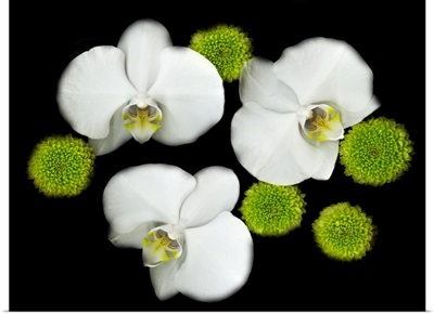 White Orchids Original Color Photography
