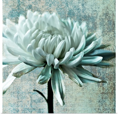 Chrysanthemum Texture