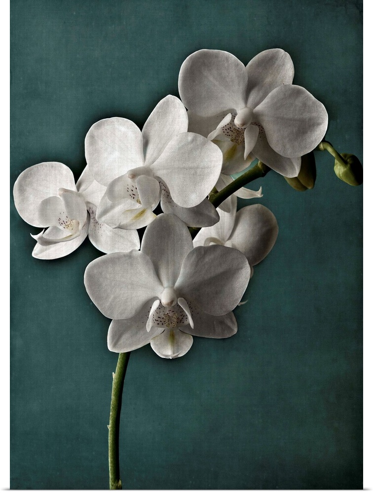 Orchid On Teal