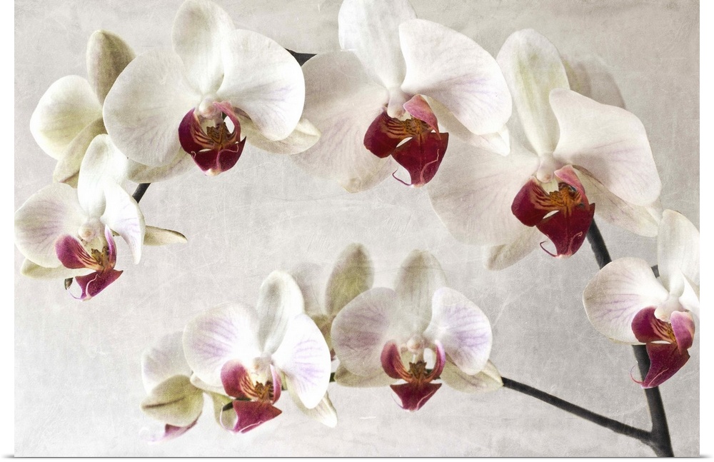 A close-up photograph of white orchids with red centers.