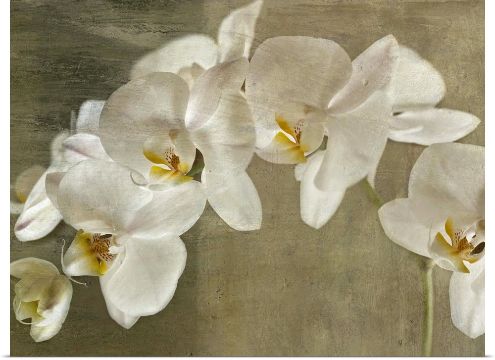 Oversized, horizontal, fine art photograph of branch of large white orchids on a neutral background.  The entire image has...