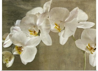 Painted Orchid