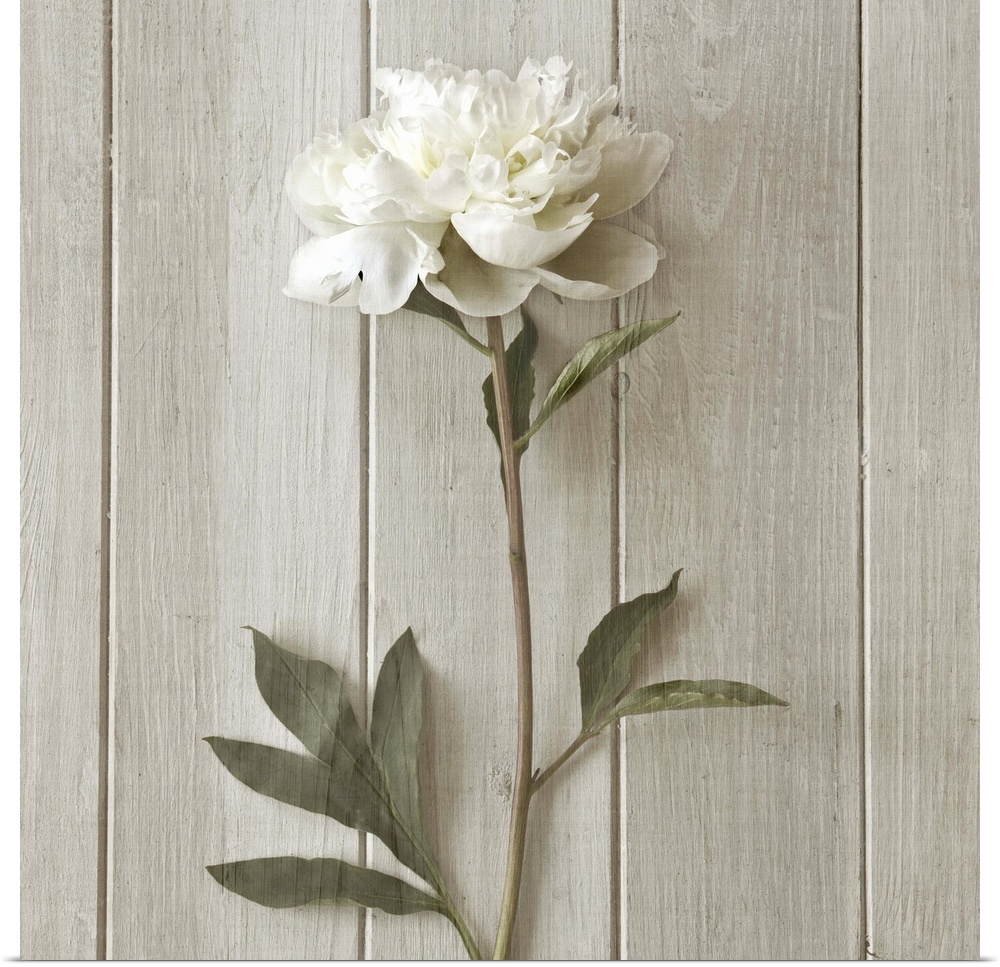 A white peony laying against white wooden boards.