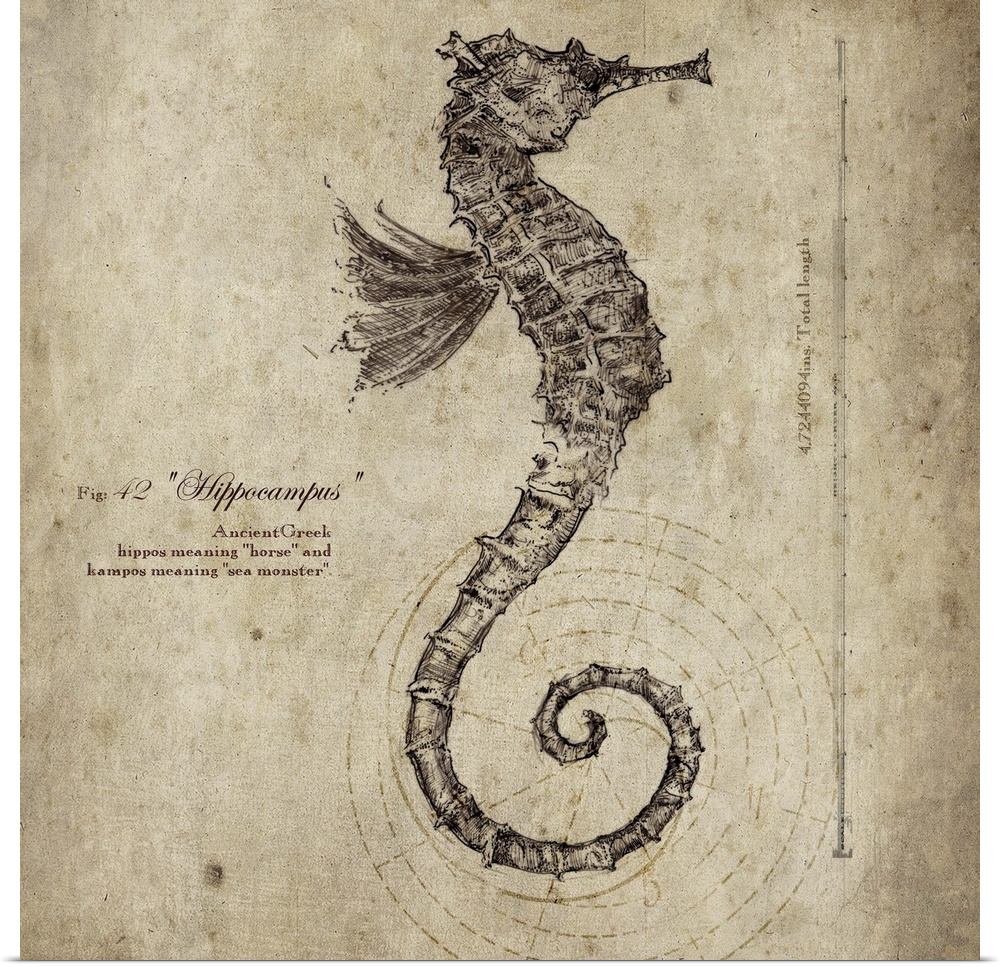 Contemporary artwork of a vintage looking scientific drawing of a seahorse profile.