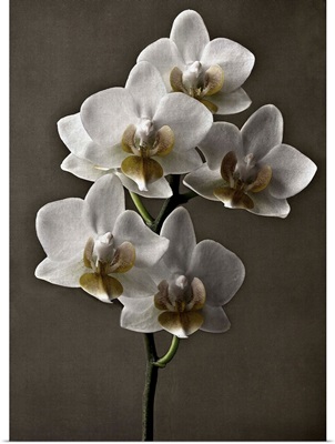 Straight Orchid