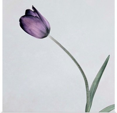 Tulip II