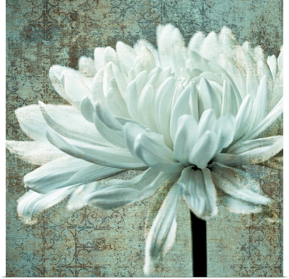 White Chrysanthemum Texture