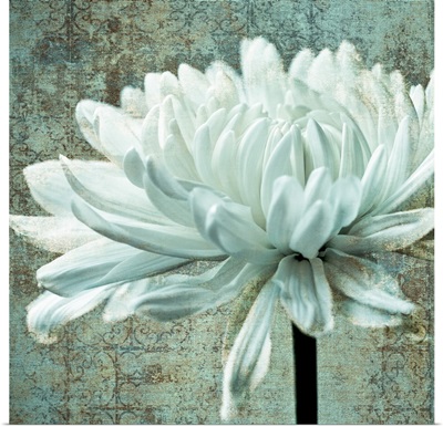 White Chrysanthemum Texture