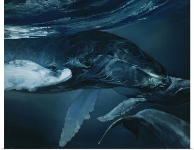 Humpback Whale V