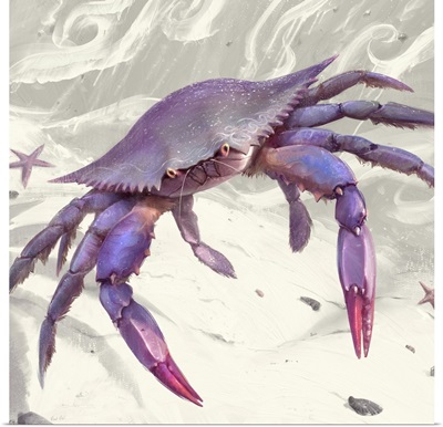 Painted Purple Crab
