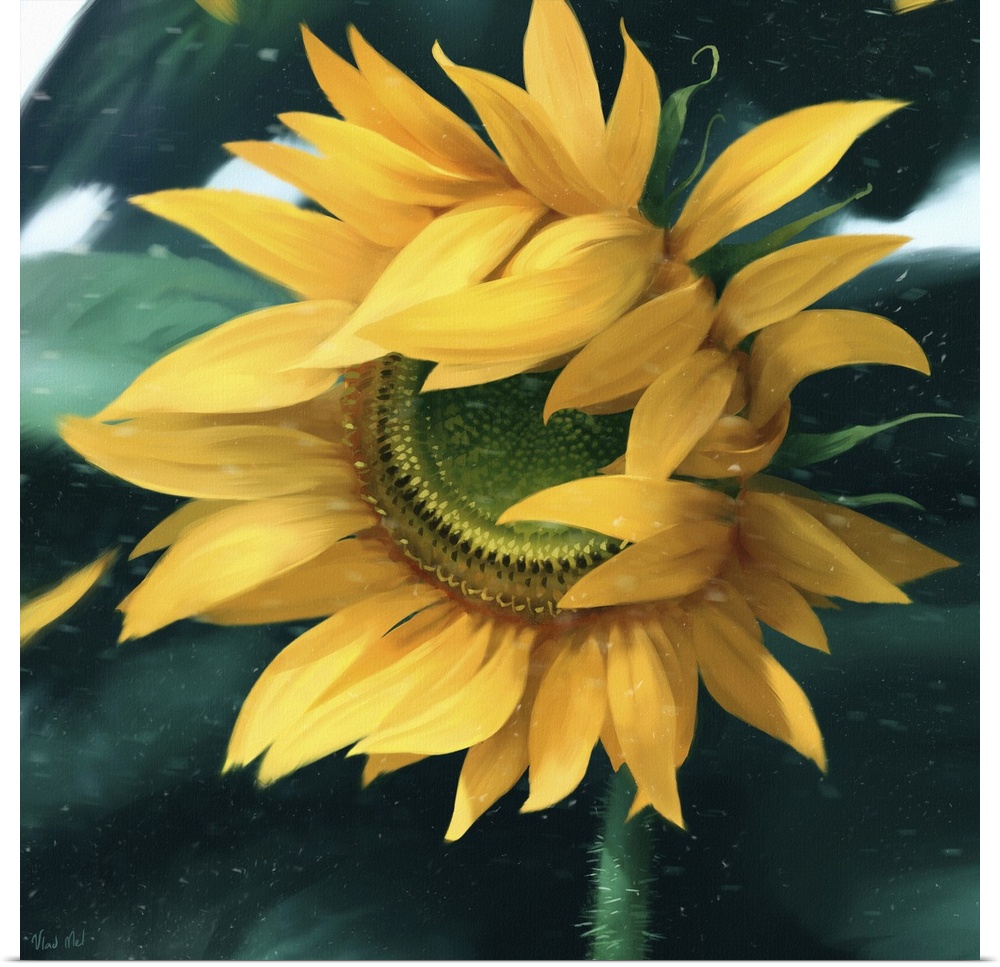 Painting of a sunflower in wind with flying petals.