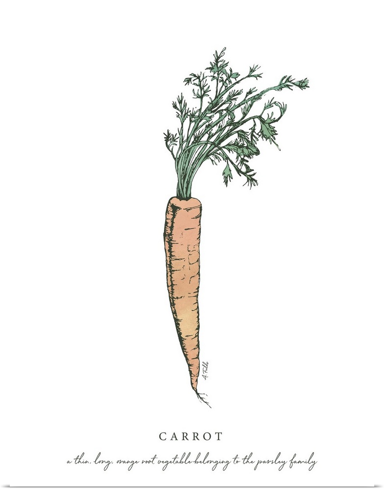 Watercolor and Ink painting of a carrot with script fact.
