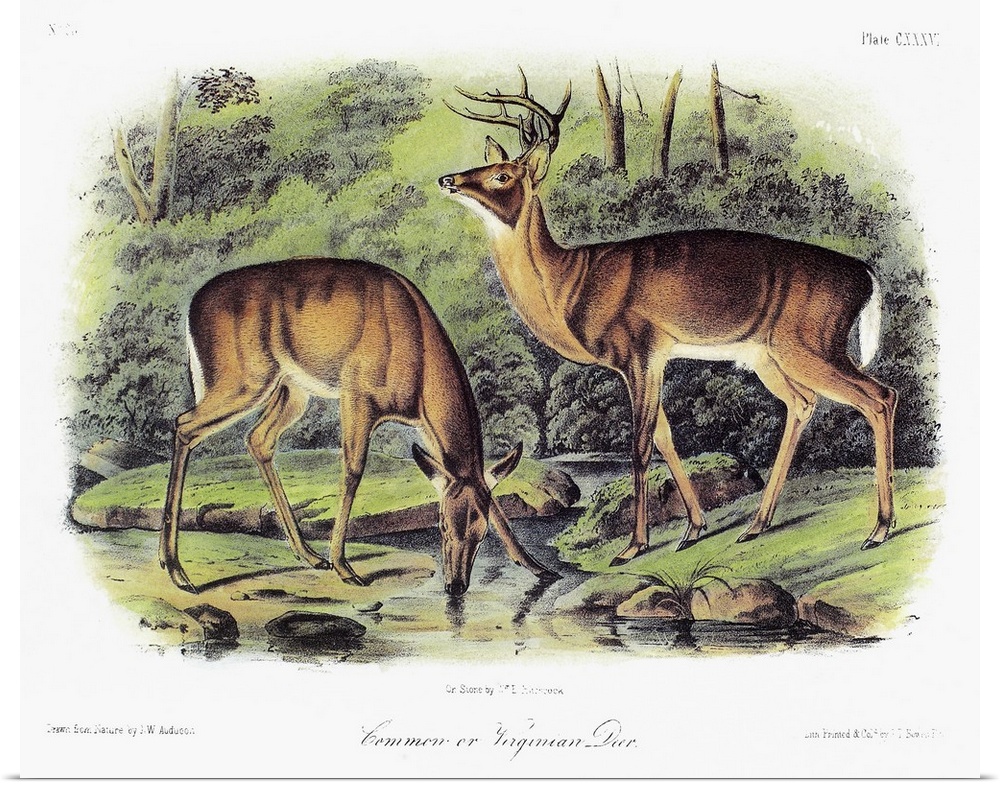 A male (left) and female white-tailed deer (Odocoileus virginianus). Lithograph, c1854, after a painting by John Woodhouse...