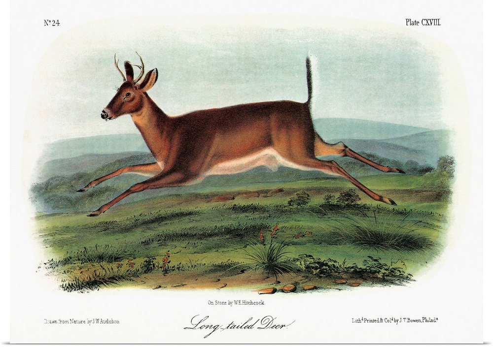 A male Columbian white-tailed deer, formerly known as the long-tailed deer (Odocoileus virginianus leucurus). Lithograph, ...