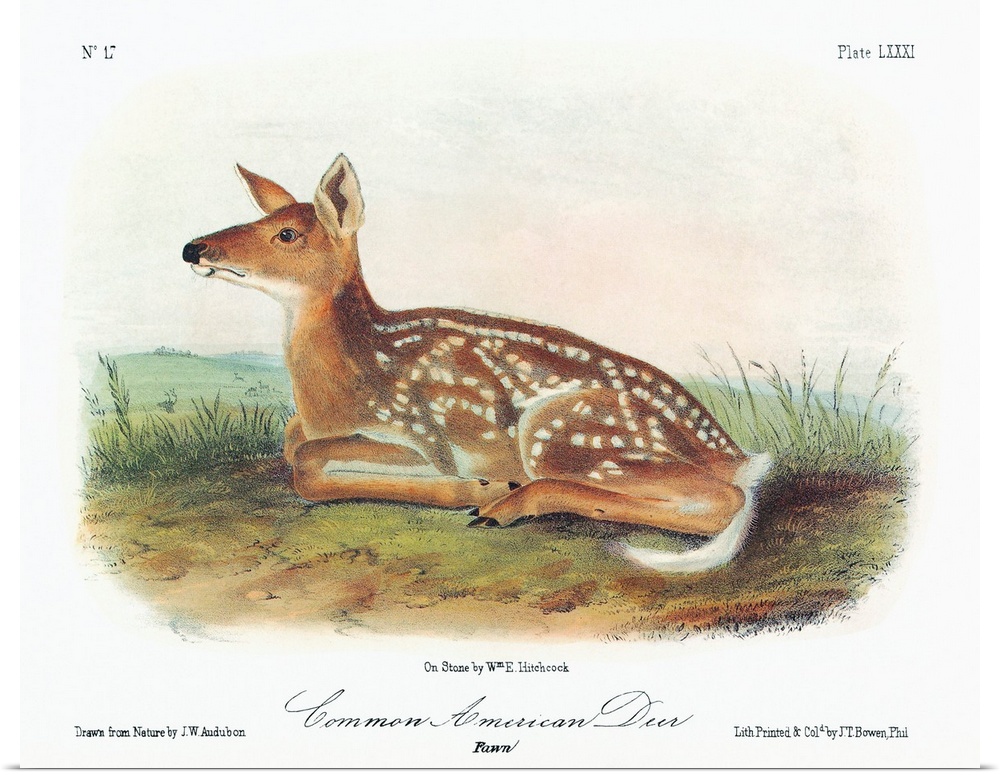 A white-tailed deer fawn (Odocoileus virginianus). Lithograph, c1851, after a painting by John Woodhouse Audubon for John ...