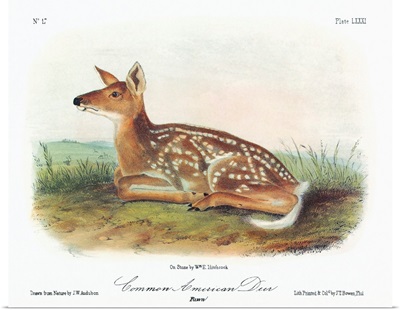 A white-tailed deer fawn