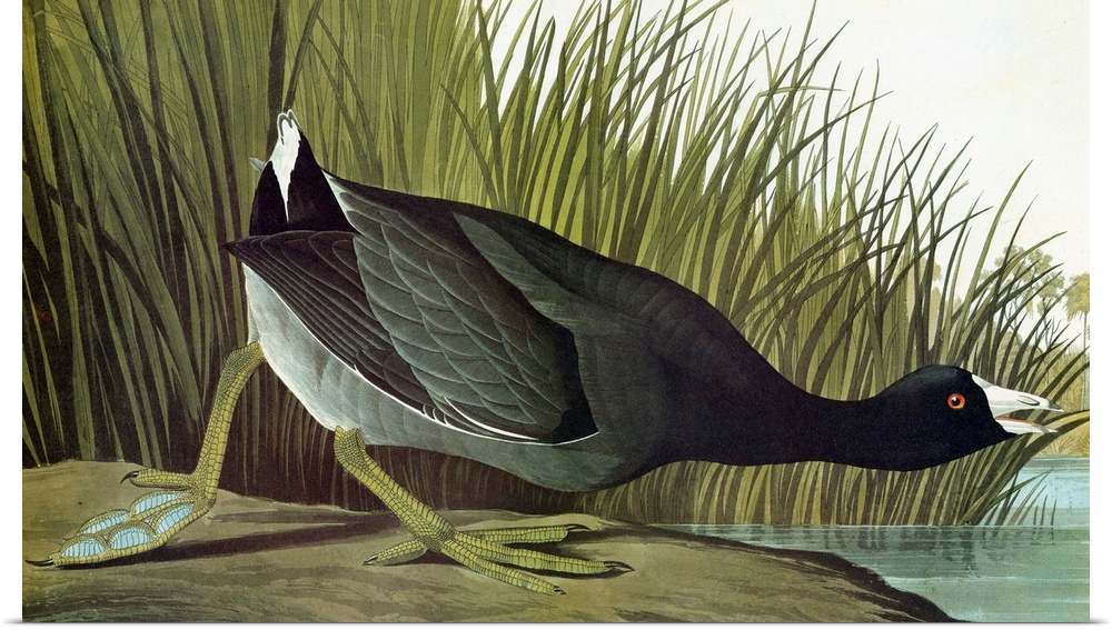 American Coot, or Mudhen (Fulica americana). Engraving after John James Audubon for his 'Birds of America,' 1827-38.