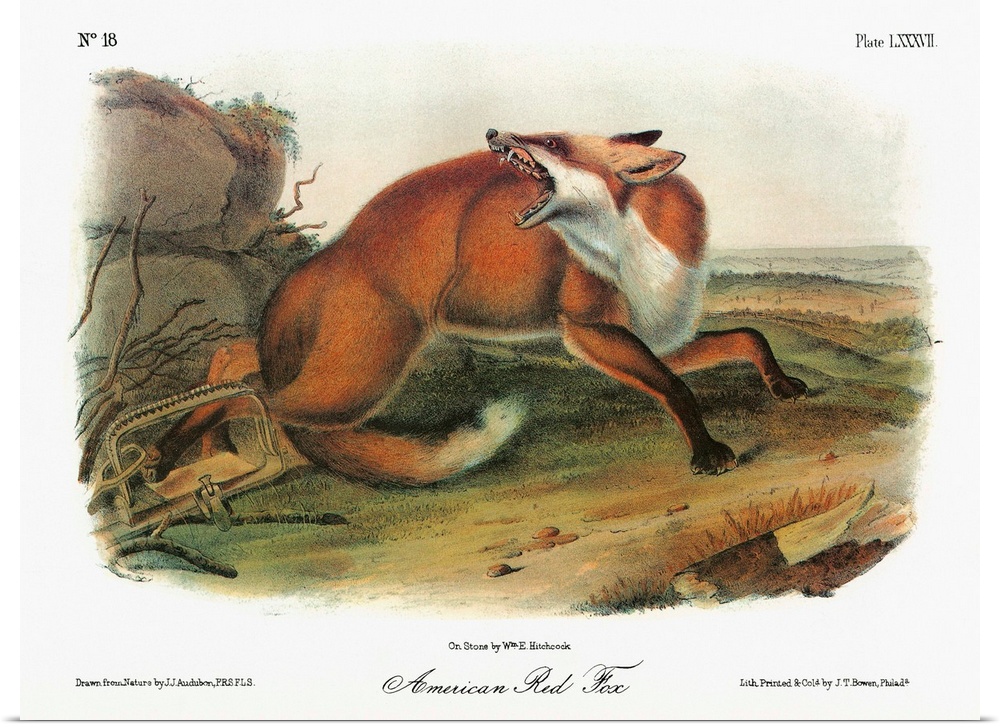 American red fox (Vulpes vulpes fulvus). Lithograph, c1851, after a painting by John James Audubon for his 'Viviparous Qua...