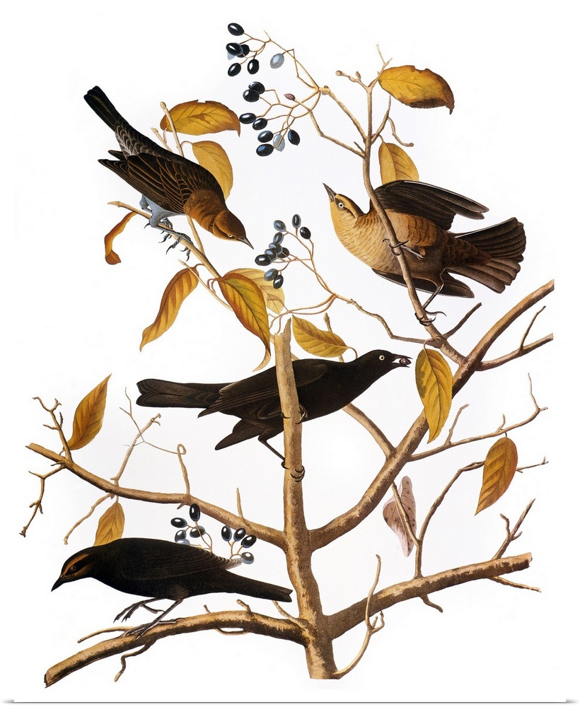 Rusty Blackbird (Ephagus carolinus), after John James Audubon for his 'Birds of America,' 1827-38.