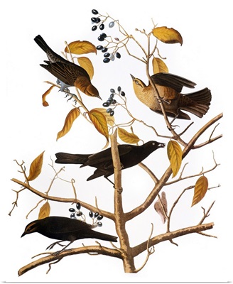 Audubon: Blackbird