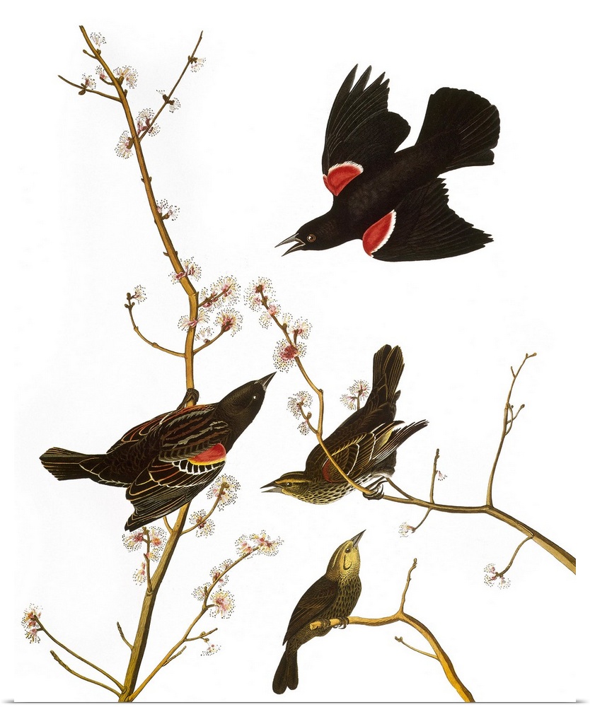 Red-winged Blackbird (Agelaius phoeniceus), after John James Audubon for his 'Birds of America,' 1827-38.