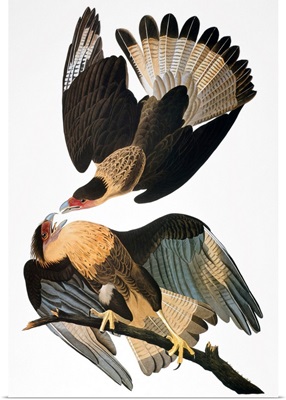 Audubon: Caracara